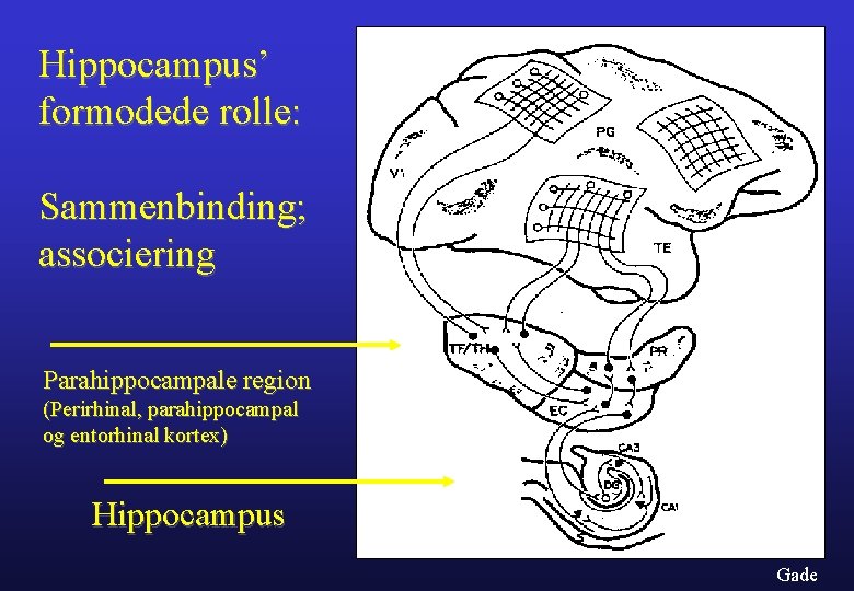 Hippocampus’ formodede rolle: Sammenbinding; associering Parahippocampale region (Perirhinal, parahippocampal og entorhinal kortex) Hippocampus Gade