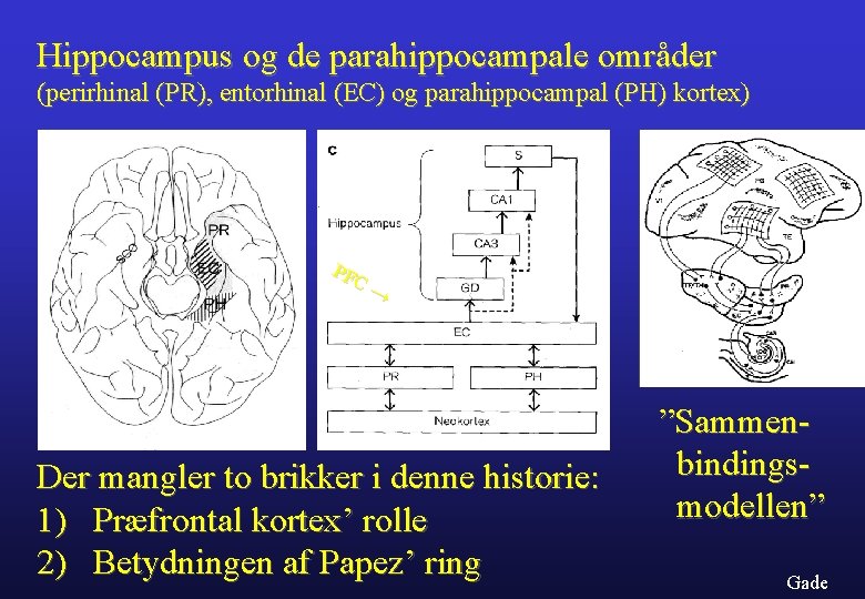 Hippocampus og de parahippocampale områder (perirhinal (PR), entorhinal (EC) og parahippocampal (PH) kortex) PF