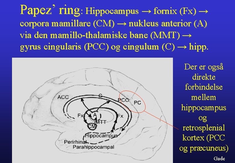 Papez’ ring: Hippocampus → fornix (Fx) → corpora mamillare (CM) → nukleus anterior (A)