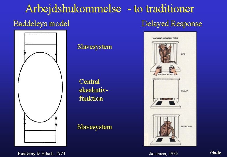 Arbejdshukommelse - to traditioner Baddeleys model Delayed Response Slavesystem Central eksekutivfunktion Slavesystem Baddeley &