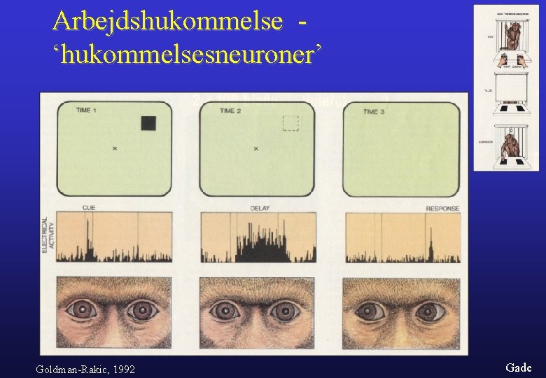 Arbejdshukommelse ‘hukommelsesneuroner’ Goldman-Rakic, 1992 Gade 