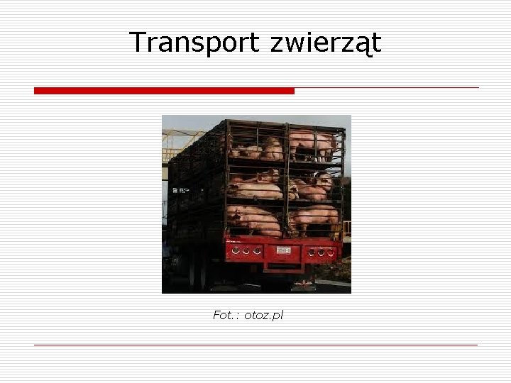 Transport zwierząt Fot. : otoz. pl 