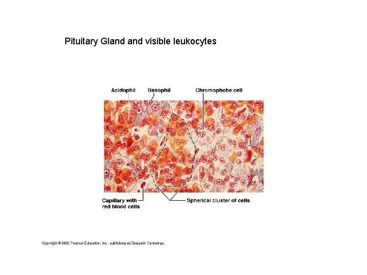 Pituitary Gland visible leukocytes 