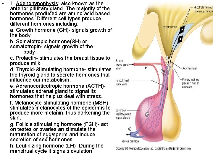  • 1. Adenohypophysis: also known as the anterior pituitary gland. The majority of