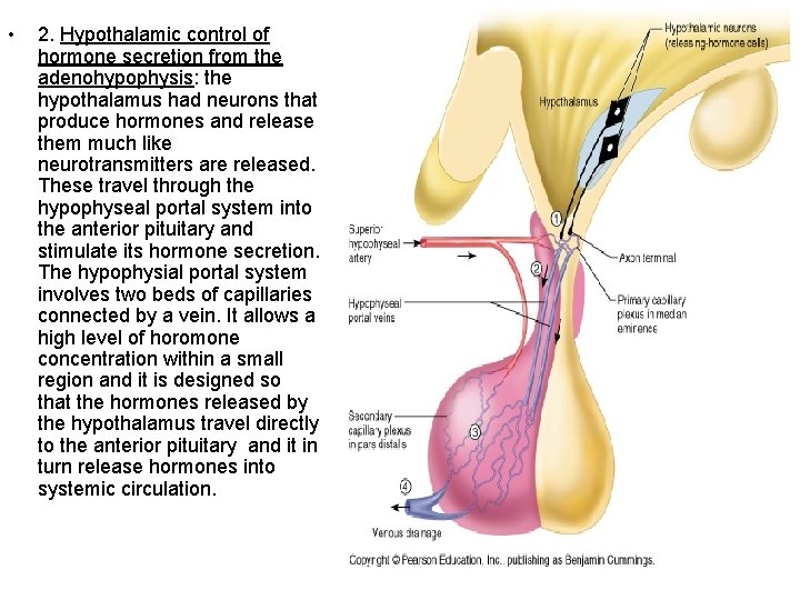  • 2. Hypothalamic control of hormone secretion from the adenohypophysis: the hypothalamus had