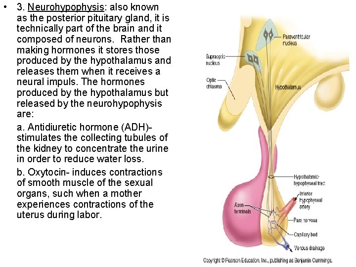  • 3. Neurohypophysis: also known as the posterior pituitary gland, it is technically
