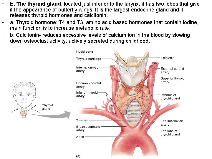  • • • B. The thyroid gland: located just inferior to the larynx,