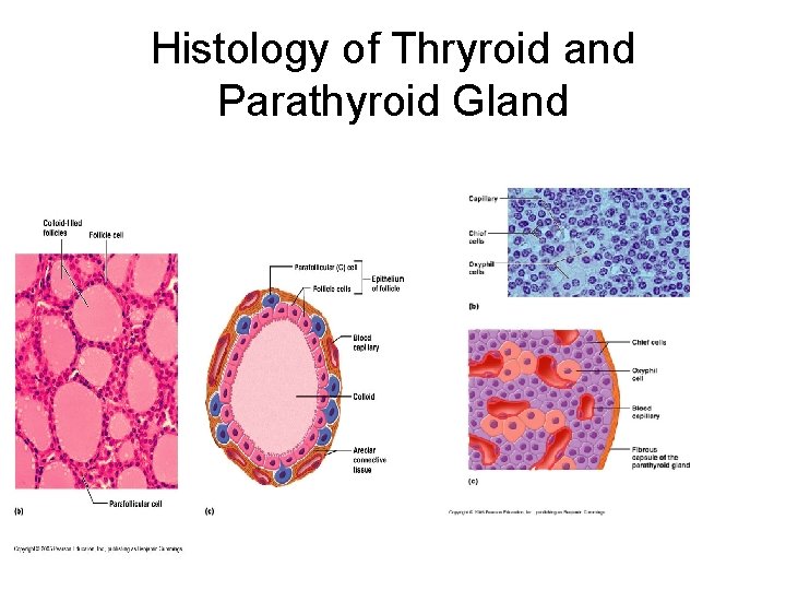 Histology of Thryroid and Parathyroid Gland 