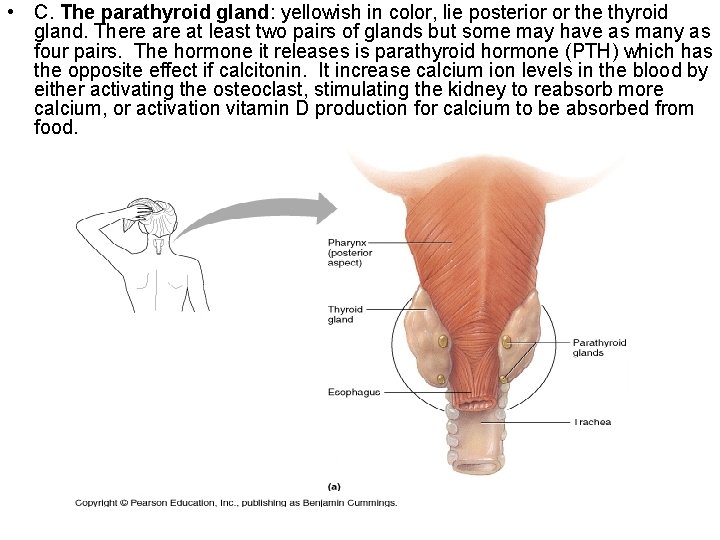  • C. The parathyroid gland: yellowish in color, lie posterior or the thyroid