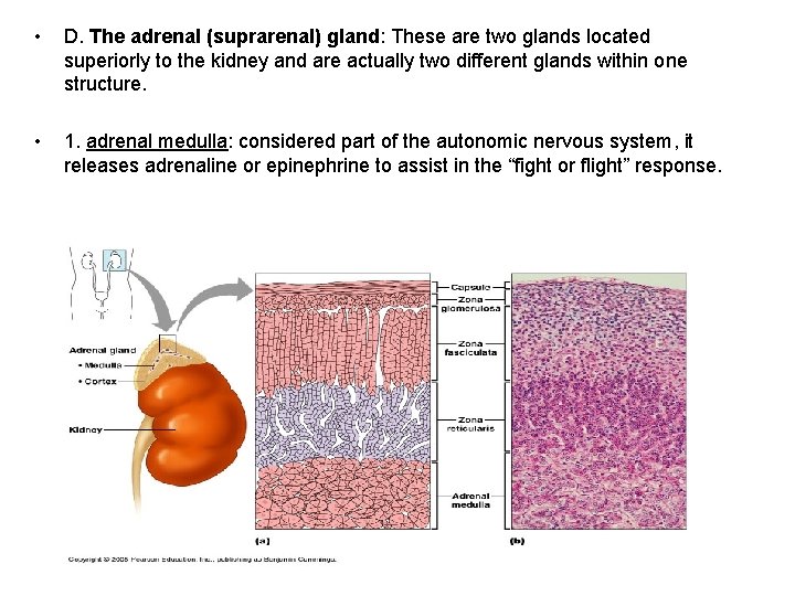  • D. The adrenal (suprarenal) gland: These are two glands located superiorly to