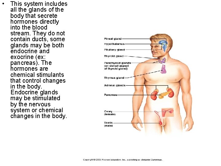 • This system includes all the glands of the body that secrete hormones