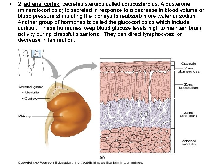  • 2. adrenal cortex: secretes steroids called corticosteroids. Aldosterone (mineralocorticoid) is secreted in