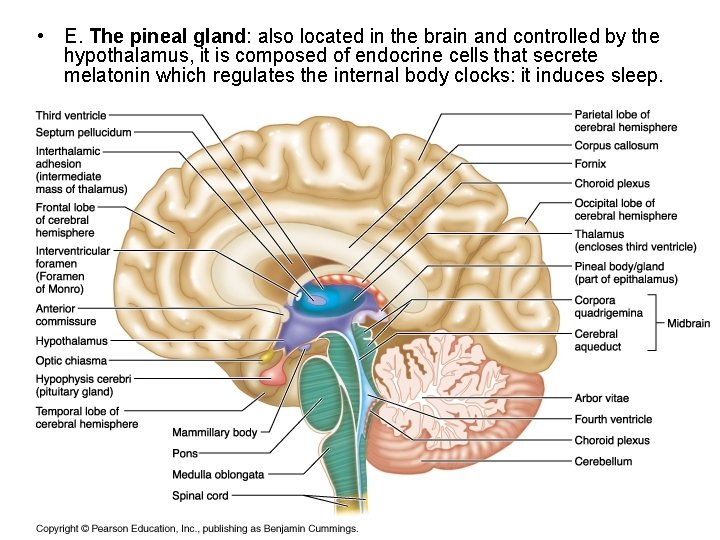  • E. The pineal gland: also located in the brain and controlled by