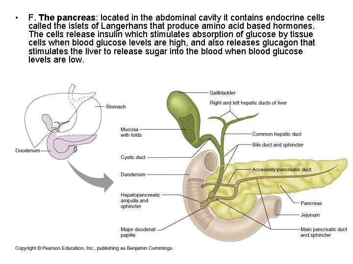 • F. The pancreas: located in the abdominal cavity it contains endocrine cells