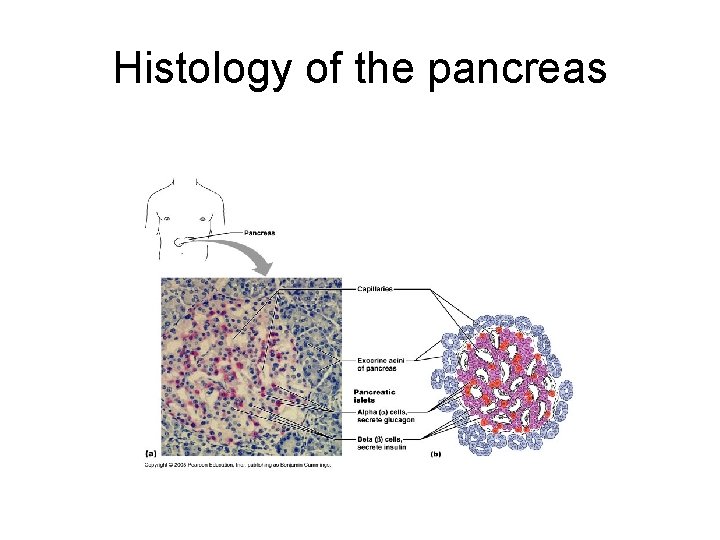 Histology of the pancreas 