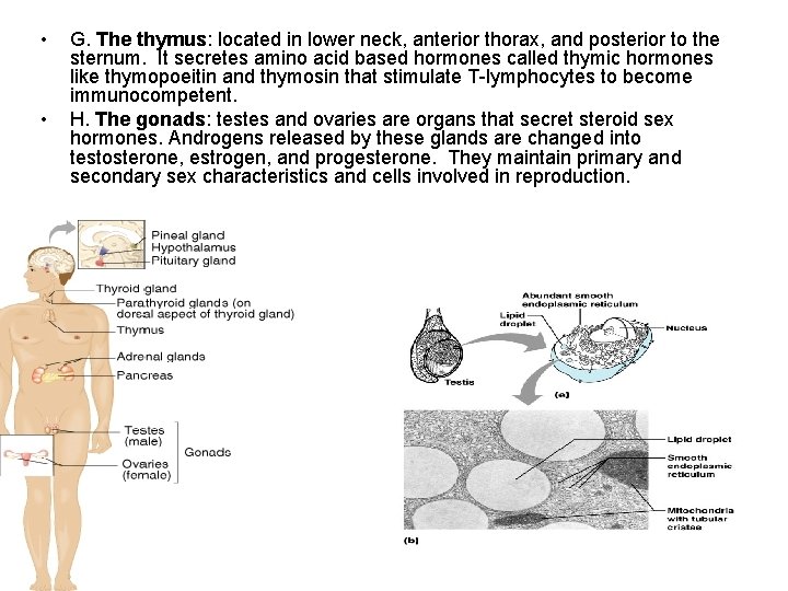  • • G. The thymus: located in lower neck, anterior thorax, and posterior