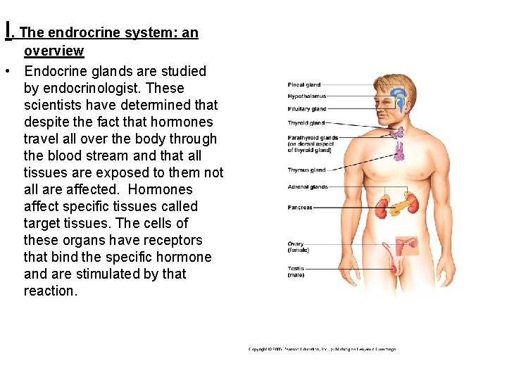 I. The endrocrine system: an overview • Endocrine glands are studied by endocrinologist. These
