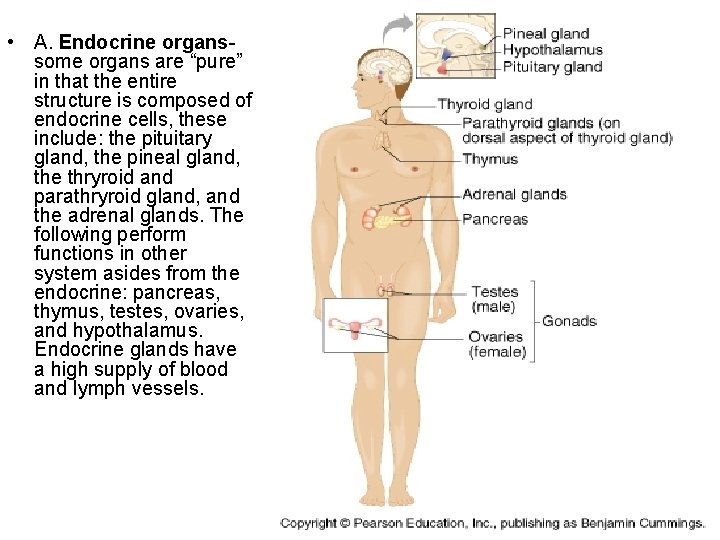  • A. Endocrine organssome organs are “pure” in that the entire structure is