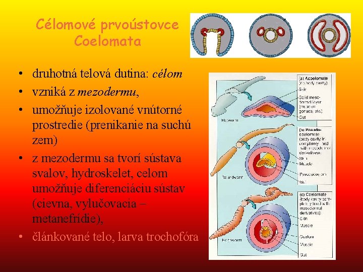 Célomové prvoústovce Coelomata • druhotná telová dutina: célom • vzniká z mezodermu, • umožňuje