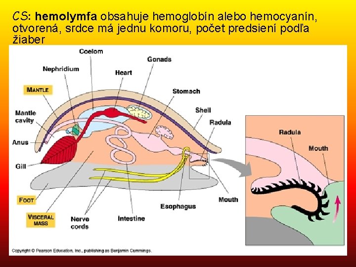 CS: hemolymfa obsahuje hemoglobín alebo hemocyanín, otvorená, srdce má jednu komoru, počet predsiení podľa