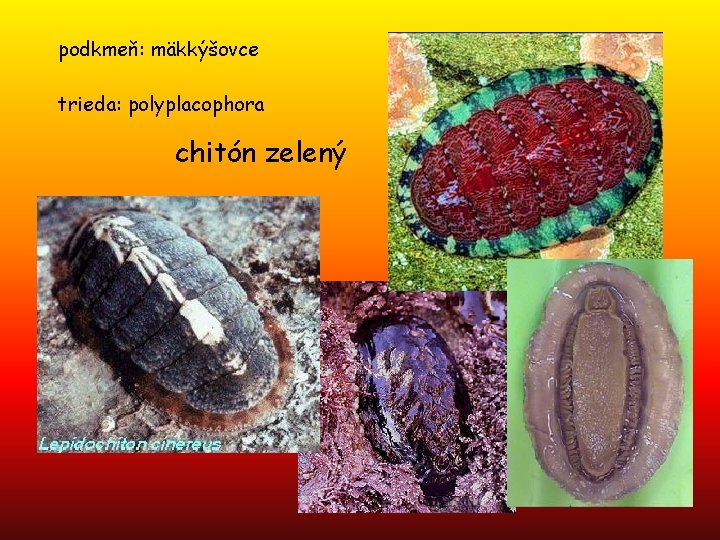 podkmeň: mäkkýšovce trieda: polyplacophora chitón zelený 