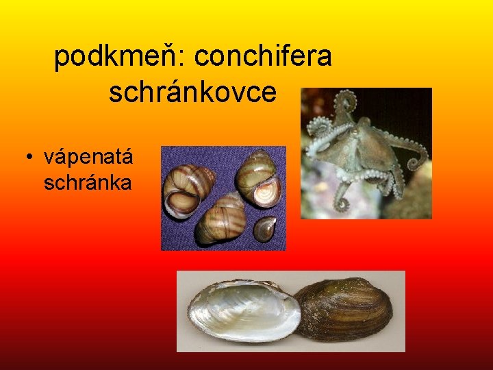 podkmeň: conchifera schránkovce • vápenatá schránka 