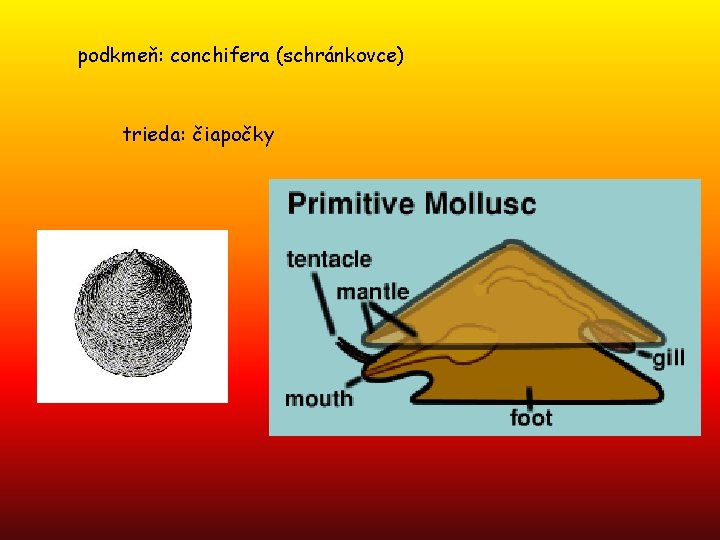 podkmeň: conchifera (schránkovce) trieda: čiapočky 