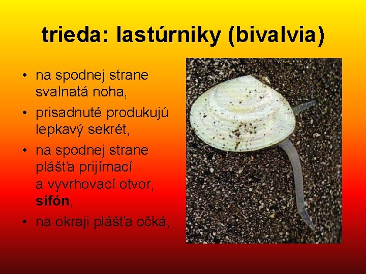 trieda: lastúrniky (bivalvia) • na spodnej strane svalnatá noha, • prisadnuté produkujú lepkavý sekrét,