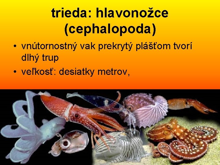 trieda: hlavonožce (cephalopoda) • vnútornostný vak prekrytý plášťom tvorí dlhý trup • veľkosť: desiatky