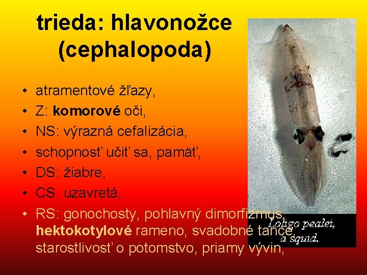 trieda: hlavonožce (cephalopoda) • • atramentové žľazy, Z: komorové oči, NS: výrazná cefalizácia, schopnosť