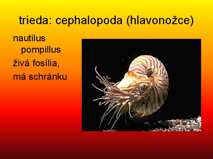trieda: cephalopoda (hlavonožce) nautilus pompillus živá fosília, má schránku 