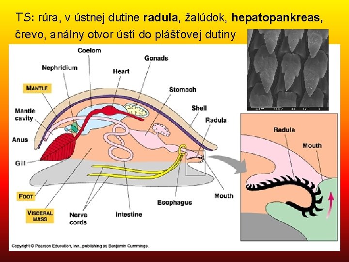 TS: rúra, v ústnej dutine radula, žalúdok, hepatopankreas, črevo, análny otvor ústí do plášťovej