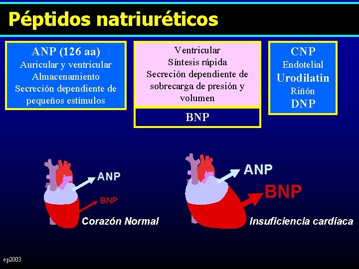 Péptidos natriuréticos ANP (126 aa) Auricular y ventricular Almacenamiento Secreción dependiente de pequeños estímulos