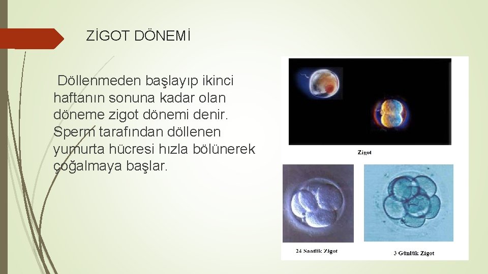 ZİGOT DÖNEMİ Döllenmeden başlayıp ikinci haftanın sonuna kadar olan döneme zigot dönemi denir. Sperm