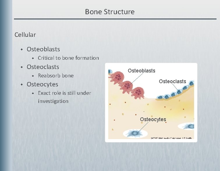 Bone Structure Cellular w Osteoblasts w w Osteoclasts w w Critical to bone formation