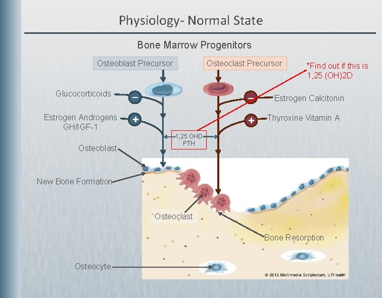 Physiology- Normal State Bone Marrow Progenitors Osteoblast Precursor Glucocorticoids Estrogen Androgens GH/IGF-1 Osteoblast Osteoclast