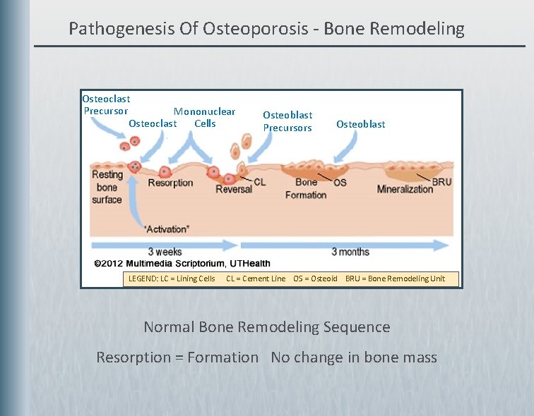 Pathogenesis Of Osteoporosis - Bone Remodeling Osteoclast Precursor Mononuclear Osteoclast Cells Osteoblast Precursors Osteoblast