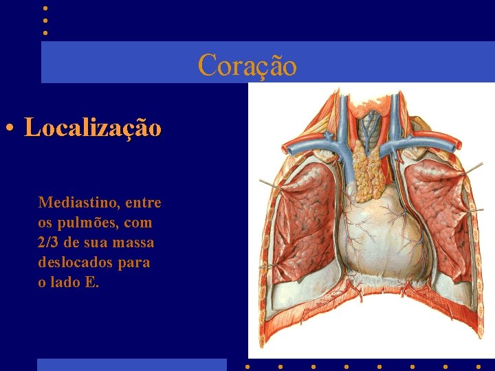 Coração • Localização Mediastino, entre os pulmões, com 2/3 de sua massa deslocados para