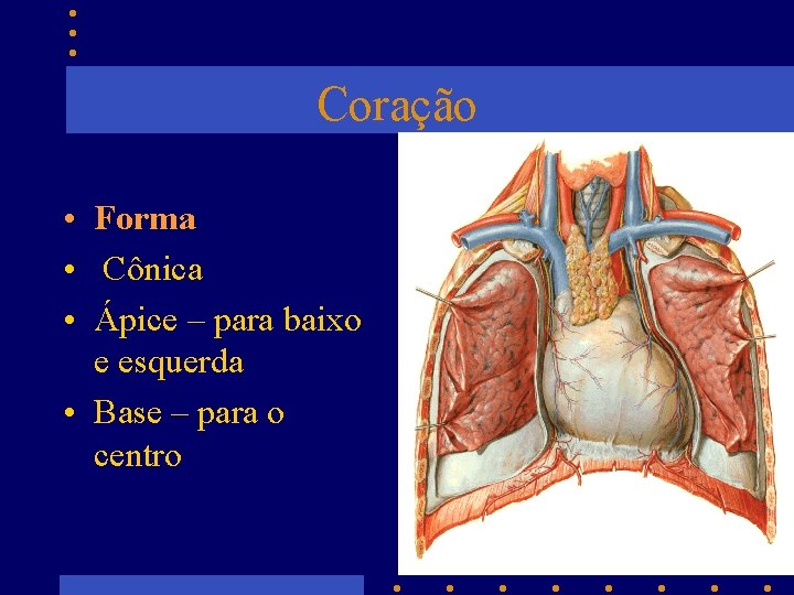 Coração • • • Forma Cônica Ápice – para baixo e esquerda • Base