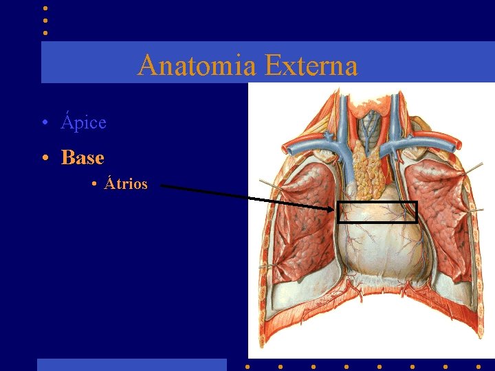 Anatomia Externa • Ápice • Base • Átrios 