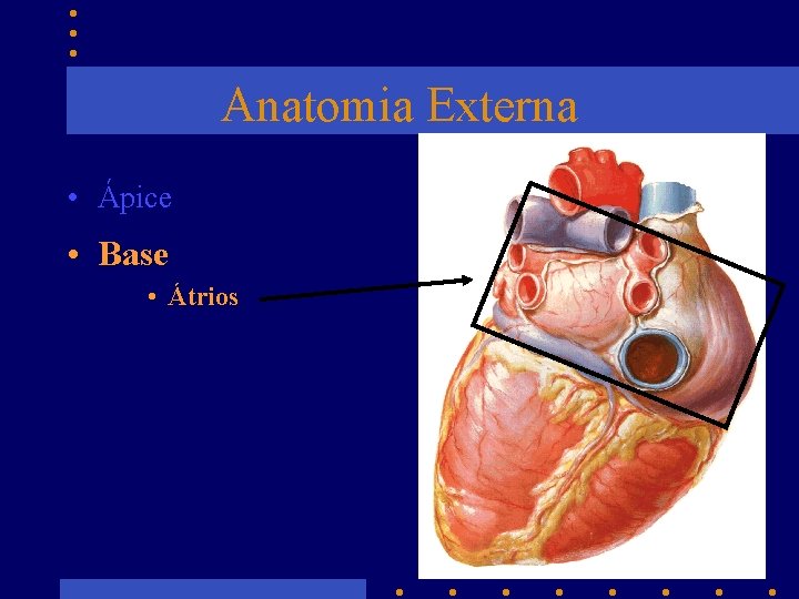 Anatomia Externa • Ápice • Base • Átrios 