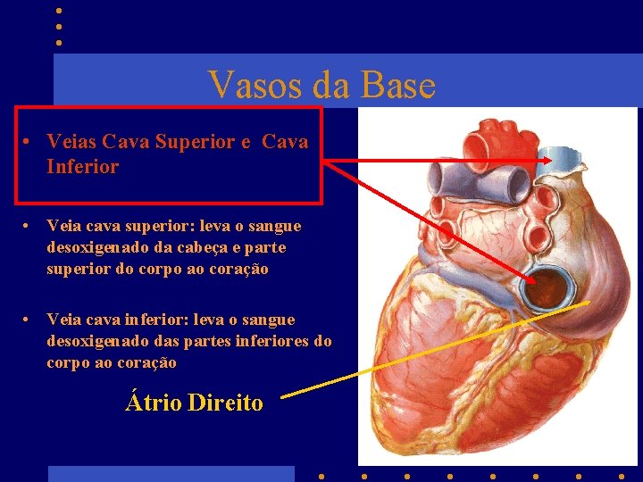 Vasos da Base • Veias Cava Superior e Cava Inferior • Veia cava superior: