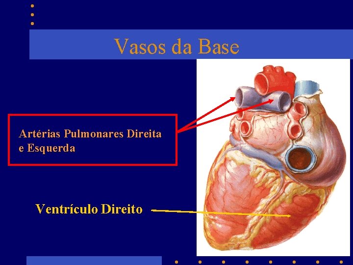 Vasos da Base Artérias Pulmonares Direita e Esquerda Ventrículo Direito 