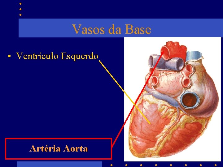 Vasos da Base • Ventrículo Esquerdo Artéria Aorta 