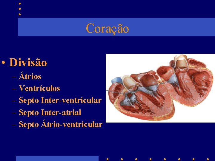 Coração • Divisão – Átrios – Ventrículos – Septo Inter-ventricular – Septo Inter-atrial –