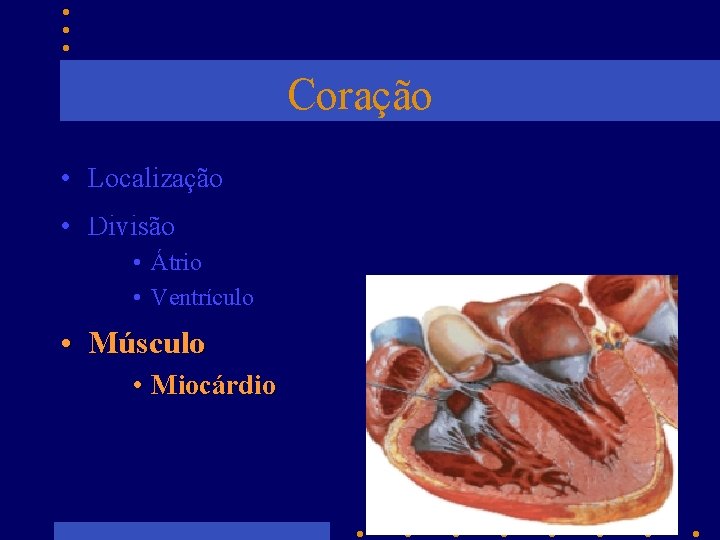 Coração • Localização • Divisão • Átrio • Ventrículo • Músculo • Miocárdio 