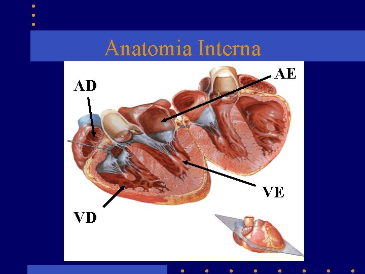 Anatomia Interna AD AE VE VD 