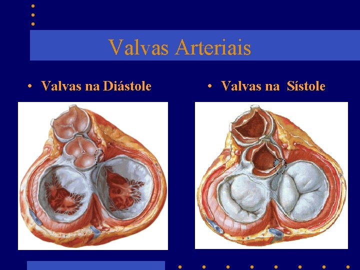 Valvas Arteriais • Valvas na Diástole • Valvas na Sístole 