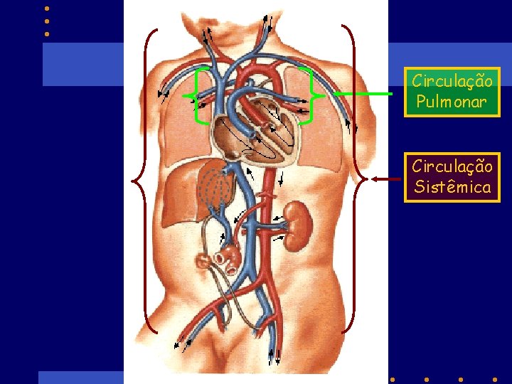 Circulação Pulmonar Circulação Sistêmica 