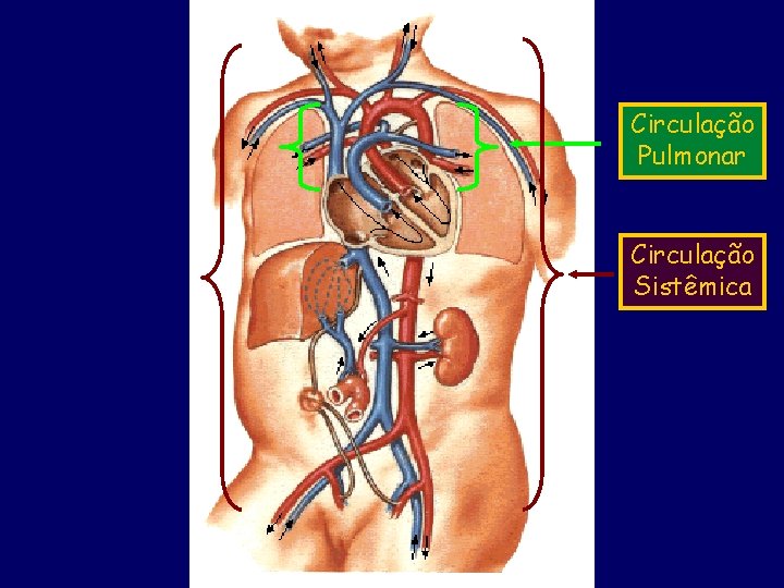 Circulação Pulmonar Circulação Sistêmica 